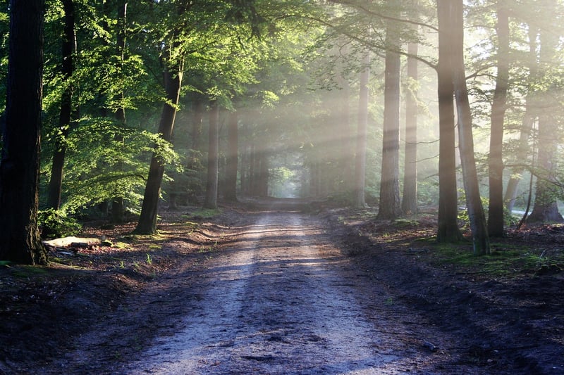 Forest landscape