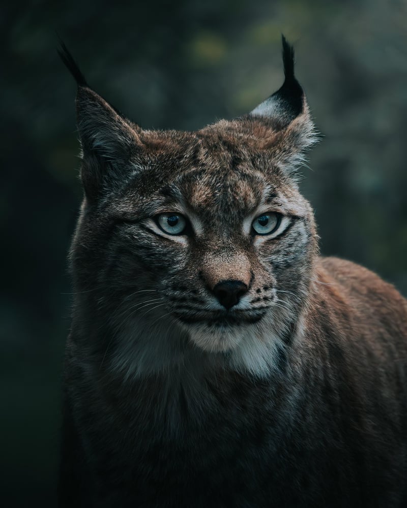 Wildlife Encounters